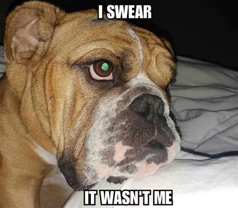 50+ Funniest Bulldog Meme