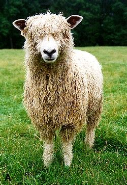 COTSWOLD | Sheep breeds, Sheep, Animals