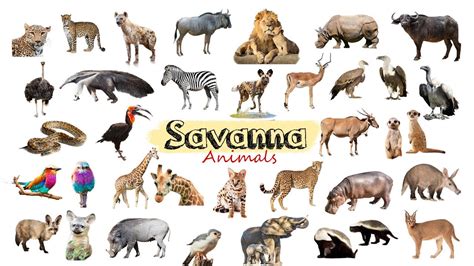 Savanna Animals / Fun list of African Savanna Wild-life / Leo & Lia ...