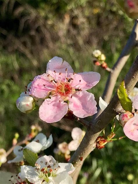 Mayhaw Trees! Now Shipping Trees! – Home Harvest Farm–The Mayhaw Source