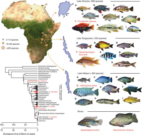 The adaptive radiation of African cichlid fish. Top left, map of Africa ...