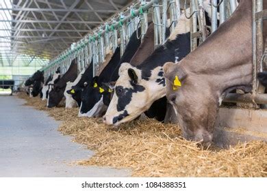 1,254 Cow Eating Corn Images, Stock Photos & Vectors | Shutterstock