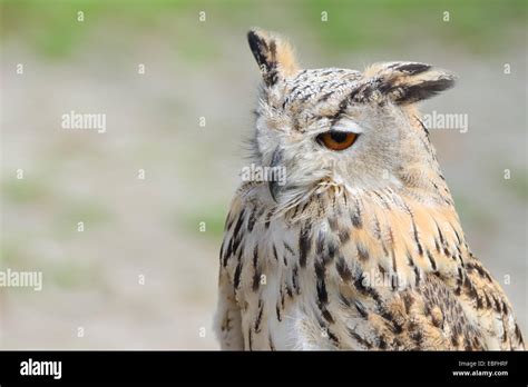 Ear tufts hi-res stock photography and images - Alamy