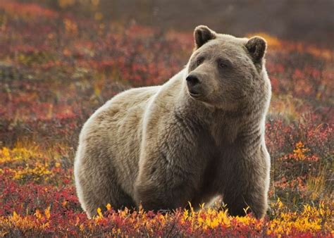 Denali Tundra Wilderness Tour | Audley Travel