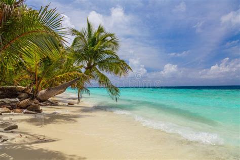 Palm Tree on the Shore of the Maldives Stock Photo - Image of seascape, palm: 52432688