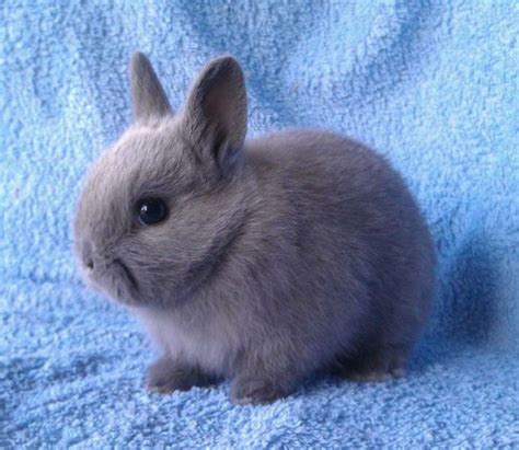 Netherland Dwarfs For Sale - Hoobly Classifieds | Pet bunny, Netherland dwarf bunny, Dwarf bunnies