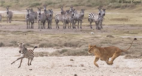 Zebra Foal Escapes Lions | Max Waugh