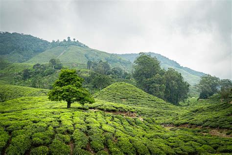 Visit BOH Tea Plantation Centre in Cameron Highlands - Worldwide Walkers