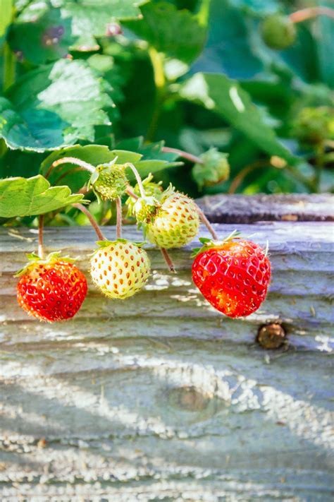 How Far Apart to Plant Strawberries for the Biggest, Juiciest Berries ...