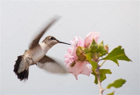 Juvenile Hummingbird feeding in flight on a Hibiscus flower against cloudy sky — Stock Photo ...