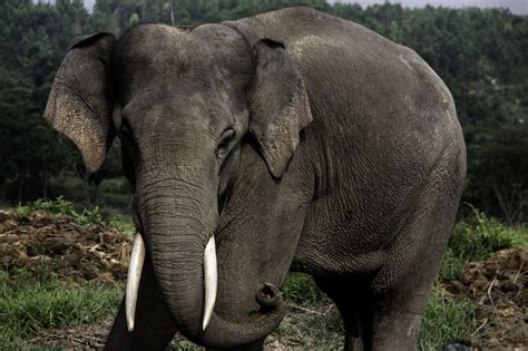 Sumatran Elephant Facts, Habitat, Diet, Life Cycle, Baby, Pictures