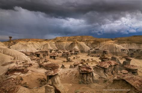 Soaked | San Juan Basin, New Mexico | Michael Greene's Wild Moments ...