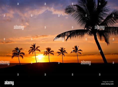 Hawaiian palm tree sunset on Big Island Stock Photo - Alamy