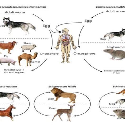 FIGURE Life cycle of Echinococcus species. | Download Scientific Diagram