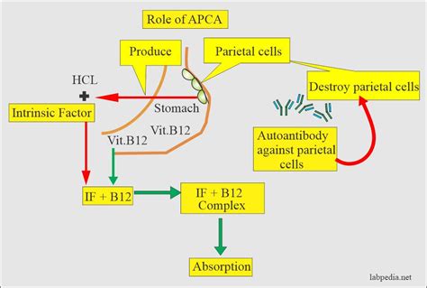 Anti-parietal cell antibody (APCA) and Pernicious Anemia - Labpedia.net