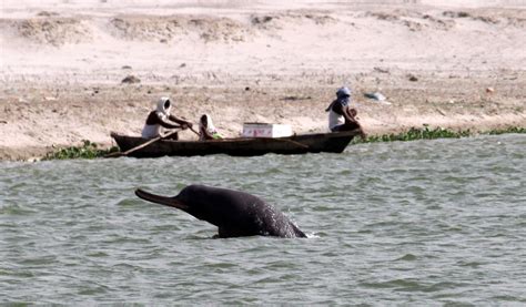 Species behaviours - River Dolphins