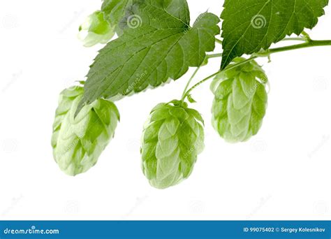 Hop Cones with Leaf on White Background Close-up. Top View Stock Photo ...