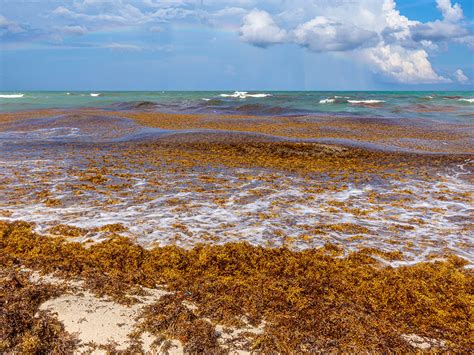 What’s causing the Atlantic’s sargassum belt to grow out of control? A&M researcher discovers ...