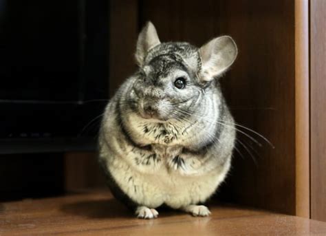 Chinchilla Behavior: What To Expect - ChinCare