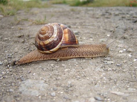 Edible Snails: Learn how to eat and breed these creatures