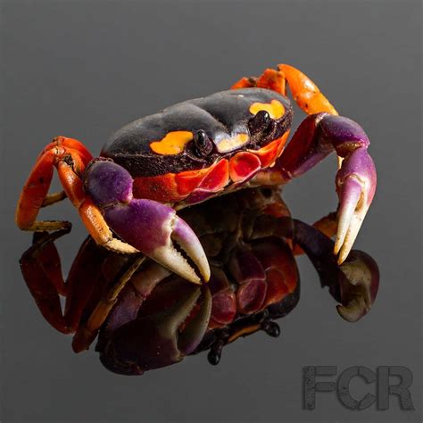 How big do halloween hermit crabs get | ann's blog