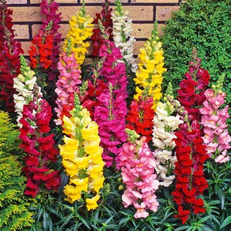 SNAPDRAGON FLOWER photos - wallpapers | the fun bank