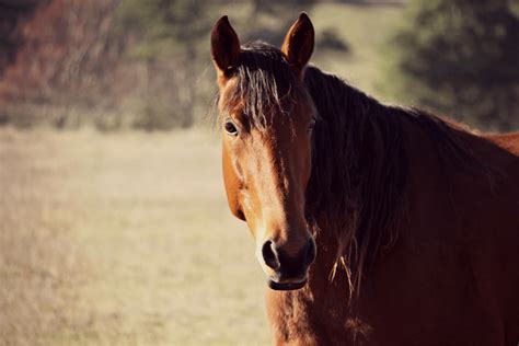 Sarcoids - Horse Health Programme