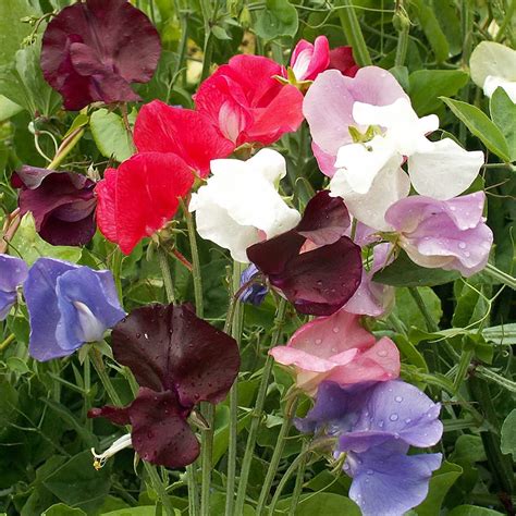 Sweet Peas Seed Mix For Planting - Royal Mix Flower Seeds