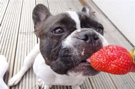 Can You Give Dogs Strawberries? - Our Dog Breeds