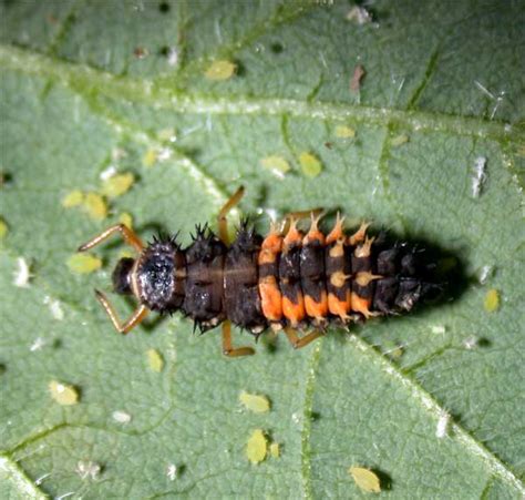 Lady Beetle Larva - Insect ID