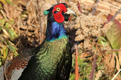 Green Pheasant - The National Bird of Japan | National bird of japan, Pheasant, World birds