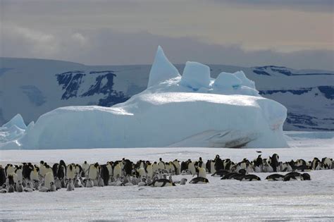 View of an Emperor penguin colony — Photo Tours