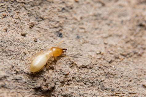 Termite, close-up photo 1832122 Stock Photo at Vecteezy