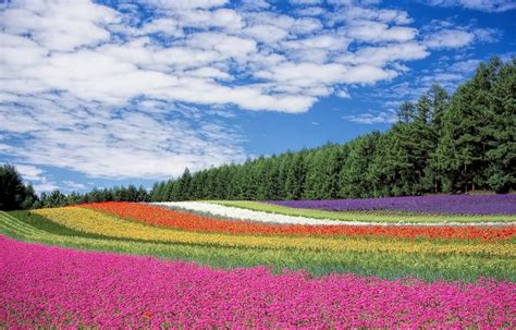 Hokkaido's Gorgeous Summer Flower Fields | All About Japan