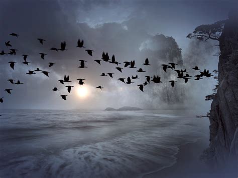 Photography of flocks of birds flying under gray sky during daytime HD wallpaper | Wallpaper Flare