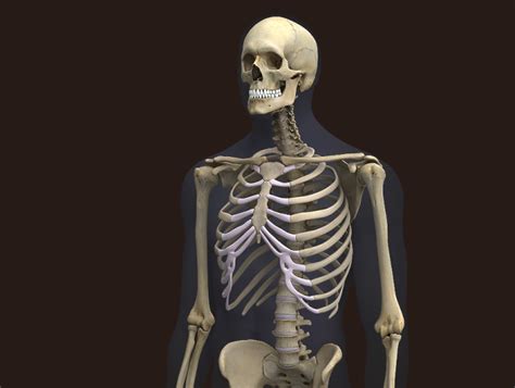 Zygote::3D Male Skeleton Model | Human Skeleton 3D Model