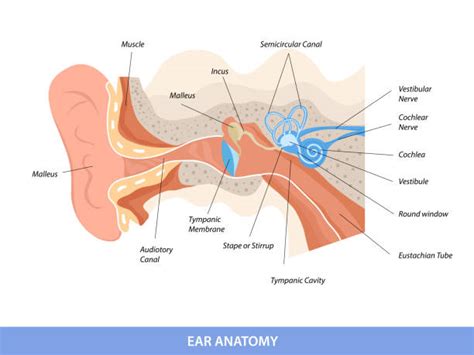 Stirrup Bone Illustrations, Royalty-Free Vector Graphics & Clip Art ...