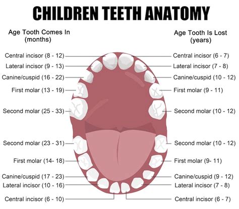 Why are primary teeth so important?