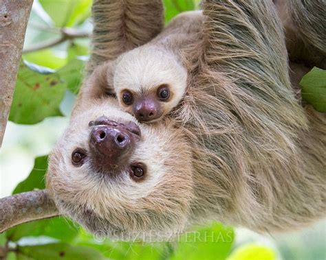 Dad and baby sloth - Google Search | Sloth photos, Baby sloth, Cute ...