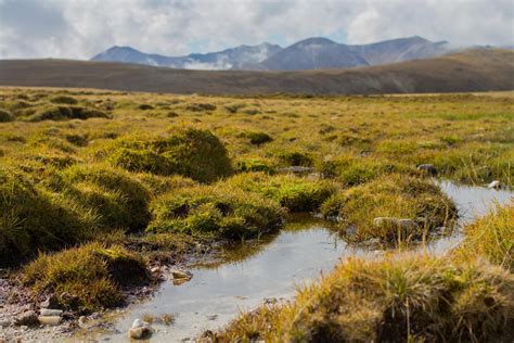 Peat bogs defy the laws of biodiversity