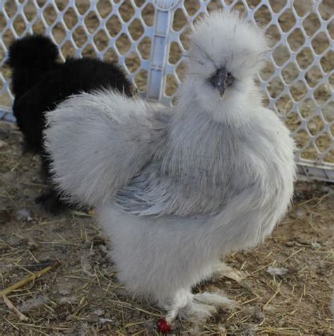 Silkie Chicken Lavender