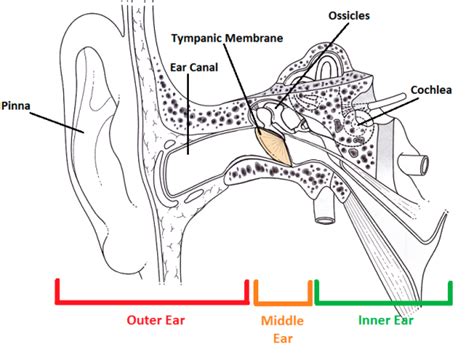 Tympanic Membrane: Definition & Function | Study.com