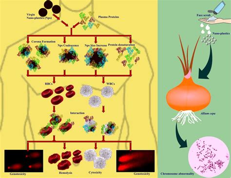 Schematic illustration of entry and fate of nano-plastics in human and ...