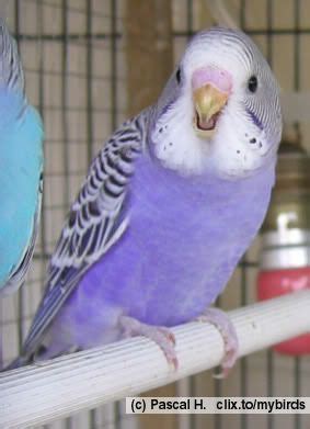 This youngster is a Violet Normal budgie, I do love the Violet colour! | Beautiful birds ...