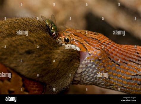 Corn Snake (Elaphe guttata guttata) Eating Mouse - Captive - USA Stock ...