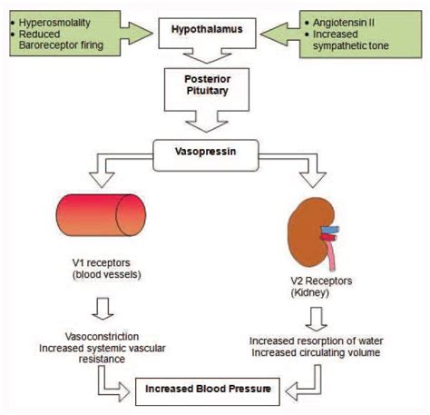 Antidiuretic Hormone Exerts Its Effects by Which of the Following