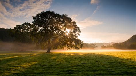 Download Tree Nature Sunbeam Image