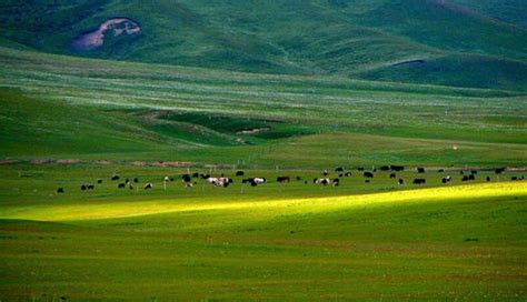 Qilian Mountain Grassland 祁连山草原 - Qinghai, Gansu