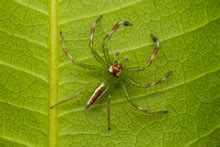 Green Lynx Spider On Sunflower Leaf Free Stock Photo - Public Domain ...