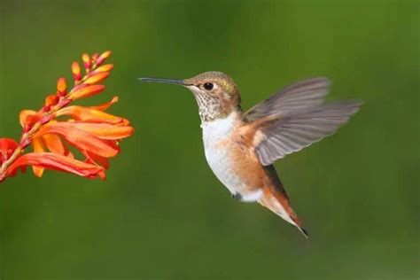 Meet The Allen's Hummingbird (Photos & Facts) - Bird Feeder Hub